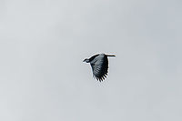 Bare-necked fruitcrow - in flight, Rio Bobonaza, Ecuador Remote shots but a lovely strange bird. It has a turkey-like appearance:<br />
https://upload.wikimedia.org/wikipedia/commons/4/47/GymnoderusFoetidusKeulemans.jpg<br />
https://www.jungledragon.com/image/129208/bare-necked_fruitcrow_rio_bobonaza_ecuador.html Bare-necked fruitcrow,Ecuador,Ecuador 2021,Finca Heimatlos,Geotagged,Gymnoderus foetidus,Rio Bobonaza,South America,Spring,World