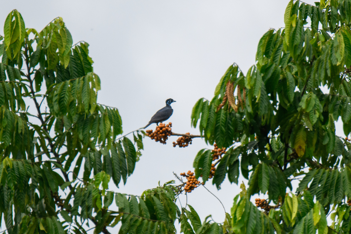 Bare-necked fruitcrow, Rio Bobonaza, Ecuador Remote shots but a lovely strange bird. It has a turkey-like appearance:<br />
<a href="https://upload.wikimedia.org/wikipedia/commons/4/47/GymnoderusFoetidusKeulemans.jpg" rel="nofollow">https://upload.wikimedia.org/wikipedia/commons/4/47/GymnoderusFoetidusKeulemans.jpg</a><br />
<figure class="photo"><a href="https://www.jungledragon.com/image/129207/bare-necked_fruitcrow_-_in_flight_rio_bobonaza_ecuador.html" title="Bare-necked fruitcrow - in flight, Rio Bobonaza, Ecuador"><img src="https://s3.amazonaws.com/media.jungledragon.com/images/2/129207_thumb.jpg?AWSAccessKeyId=05GMT0V3GWVNE7GGM1R2&Expires=1767225610&Signature=18rJCQYPeQFSXJ3tO8oTHVfxuzo%3D" width="200" height="134" alt="Bare-necked fruitcrow - in flight, Rio Bobonaza, Ecuador Remote shots but a lovely strange bird. It has a turkey-like appearance:<br />
https://upload.wikimedia.org/wikipedia/commons/4/47/GymnoderusFoetidusKeulemans.jpg<br />
https://www.jungledragon.com/image/129208/bare-necked_fruitcrow_rio_bobonaza_ecuador.html Bare-necked fruitcrow,Ecuador,Ecuador 2021,Finca Heimatlos,Geotagged,Gymnoderus foetidus,Rio Bobonaza,South America,Spring,World" /></a></figure> Bare-necked fruitcrow,Ecuador,Ecuador 2021,Finca Heimatlos,Geotagged,Gymnoderus foetidus,Rio Bobonaza,South America,Spring,World