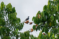 Bare-necked fruitcrow, Rio Bobonaza, Ecuador Remote shots but a lovely strange bird. It has a turkey-like appearance:<br />
https://upload.wikimedia.org/wikipedia/commons/4/47/GymnoderusFoetidusKeulemans.jpg<br />
https://www.jungledragon.com/image/129207/bare-necked_fruitcrow_-_in_flight_rio_bobonaza_ecuador.html Bare-necked fruitcrow,Ecuador,Ecuador 2021,Finca Heimatlos,Geotagged,Gymnoderus foetidus,Rio Bobonaza,South America,Spring,World