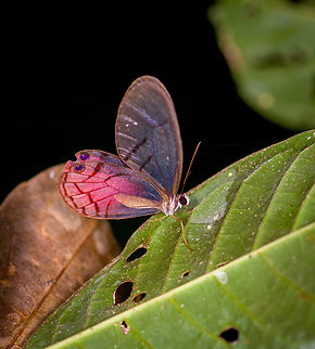 Blushing Phantom, Finca Heimatlos, Ecuador  Blushing Phantom,Cithaerias pireta,Ecuador,Ecuador 2021,Finca Heimatlos,Geotagged,South America,Spring,World