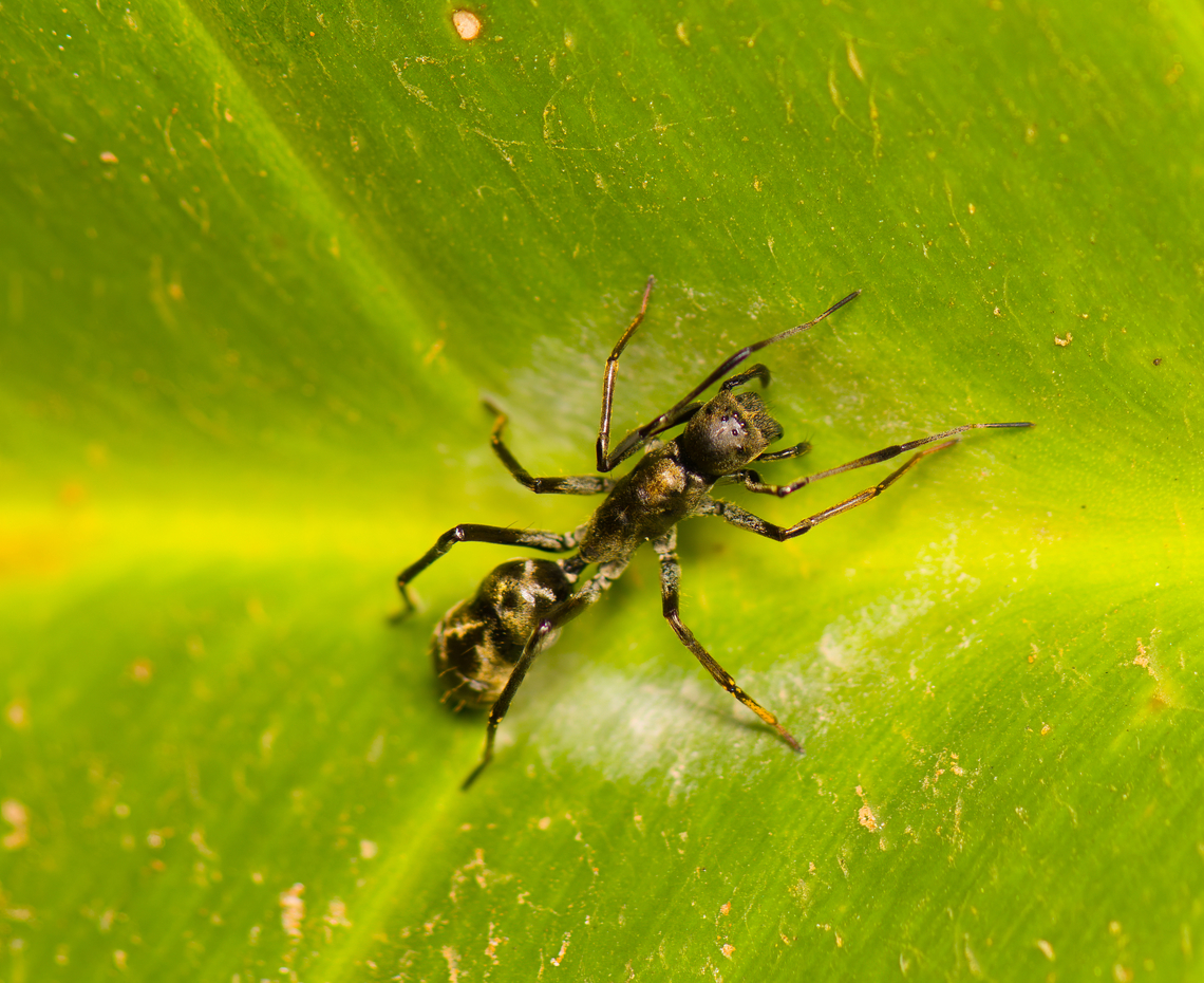 Sphecotypus niger, Finca Heimatlos, Ecuador &quot;Guys look at me, I&#039;m an ant. Just like you! Want to hang out?&quot;<br />
<br />
Only noticed the oddity back home, when zooming. This is a jumping spider mimicking a Hairy Panther Ant (Neoponera villosa). This is what the real ant looks like, photographed a few days earlier:<br />
<figure class="photo"><a href="https://www.jungledragon.com/image/126817/hairy_panther_ant_-_side_view_bellavista_ecuador.html" title="Hairy Panther Ant - side view, Bellavista, Ecuador"><img src="https://s3.amazonaws.com/media.jungledragon.com/images/2/126817_thumb.jpg?AWSAccessKeyId=05GMT0V3GWVNE7GGM1R2&Expires=1767225610&Signature=men8wv7rt4O9Or4st0R29mf4%2FVo%3D" width="200" height="134" alt="Hairy Panther Ant - side view, Bellavista, Ecuador Fairly large ant found on a leaf, seemingly drinking something. Large jaws and lengthy antennae.<br />
https://www.jungledragon.com/image/126816/large-jawed_ant_bellavista_ecuador.html<br />
The spider that mimicks this species, found a few days later:<br />
<br />
https://www.jungledragon.com/image/129214/sphecotypus_niger_finca_heimatlos_ecuador.html Bellavista Cloud Forest,Ecuador,Ecuador 2021,Geotagged,Hairy Panther Ant,Neoponera villosa,South America,Spring,World" /></a></figure><br />
Some ant-mimicking spiders aim to blend in with ants in order to prey on them, but that&#039;s not what&#039;s happening here. It&#039;s mimicking an ant known to have a very painful sting, and this away it avoids predation.<br />
<br />
Great photos and info on several ant-mimicking spiders:<br />
<a href="https://www.alexanderwild.com/Ants/Natural-History/Ant-Mimics/" rel="nofollow">https://www.alexanderwild.com/Ants/Natural-History/Ant-Mimics/</a> Ecuador,Ecuador 2021,Finca Heimatlos,Geotagged,South America,Sphecotypus niger,Spring,World