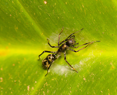 Sphecotypus niger, Finca Heimatlos, Ecuador "Guys look at me, I'm an ant. Just like you! Want to hang out?"

Only noticed the oddity back home, when zooming. This is a jumping spider mimicking a Hairy Panther Ant (Neoponera villosa). This is what the real ant looks like, photographed a few days earlier:
https://www.jungledragon.com/image/126817/hairy_panther_ant_-_side_view_bellavista_ecuador.html
Some ant-mimicking spiders aim to blend in with ants in order to prey on them, but that's not what's happening here. It's mimicking an ant known to have a very painful sting, and this away it avoids predation.

Great photos and info on several ant-mimicking spiders:
https://www.alexanderwild.com/Ants/Natural-History/Ant-Mimics/ Ecuador,Ecuador 2021,Finca Heimatlos,Geotagged,South America,Sphecotypus niger,Spring,World
