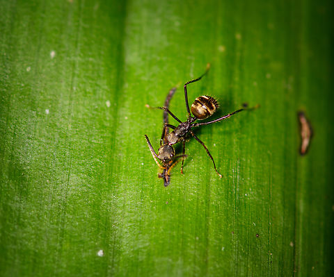 Leafcutter at work, Finca Heimatlos, Ecuador Making the incision. Ecuador,Ecuador 2021,Finca Heimatlos,Geotagged,South America,Spring,World