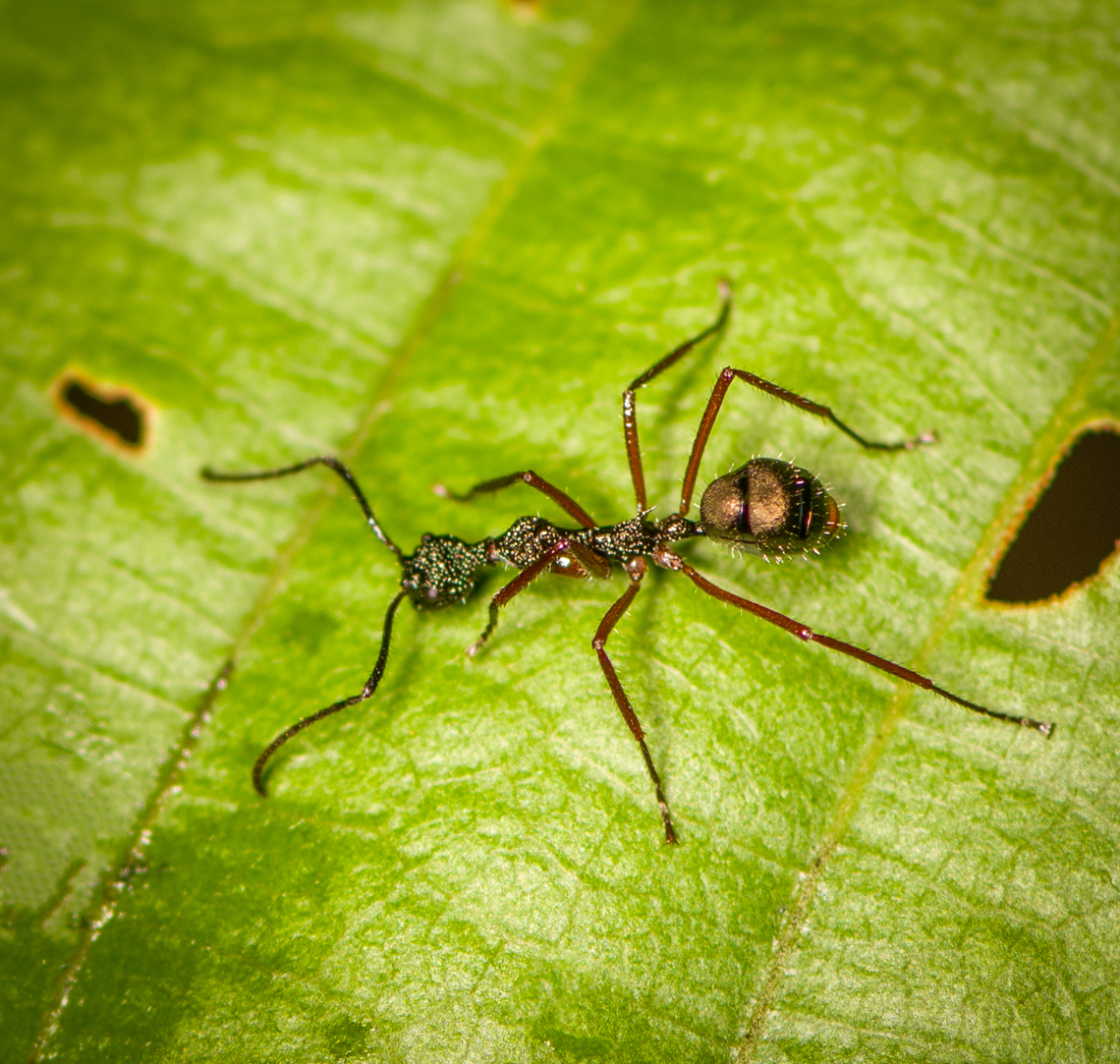 Dolichoderus attelaboides, Finca Heimatlos, Ecuador A long slender ant from the Dolichoderus genus, which typically have large colonies. Most species in this genus tap honeydew from other insects.<br />
<br />
Note the powdery crystal-like coating on the head and thorax. This is found in many ants and serves to reinforce the exoskeleton. It&#039;s a mineral produced by the ant itself, hence the term &quot;Biomineral armor&quot;. In case you want to geek out:<br />
<a href="https://www.nature.com/articles/s41467-020-19566-3" rel="nofollow">https://www.nature.com/articles/s41467-020-19566-3</a> Dolichoderus attelaboides,Ecuador,Ecuador 2021,Finca Heimatlos,Geotagged,South America,Spring,World