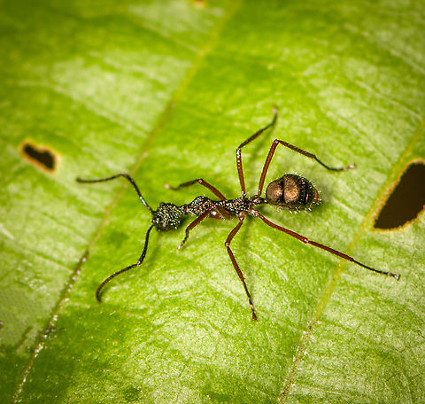 Dolichoderus attelaboides, Finca Heimatlos, Ecuador A long slender ant from the Dolichoderus genus, which typically have large colonies. Most species in this genus tap honeydew from other insects.

Note the powdery crystal-like coating on the head and thorax. This is found in many ants and serves to reinforce the exoskeleton. It's a mineral produced by the ant itself, hence the term "Biomineral armor". In case you want to geek out:
https://www.nature.com/articles/s41467-020-19566-3 Dolichoderus attelaboides,Ecuador,Ecuador 2021,Finca Heimatlos,Geotagged,South America,Spring,World