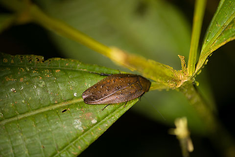 Brown flat cockroach, Finca Heimatlos, Ecuador Flat as a disc. Possibly genus Epilampra, but far from sure. Ecuador,Ecuador 2021,Finca Heimatlos,Geotagged,South America,Spring,World