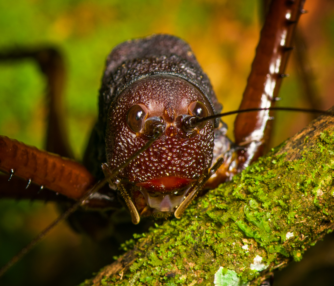 Panoploscelis specularis (Spiny Lobster Katydid) - head, Finca Heimatlos, Ecuador Honestly, I was intimidated when meeting this absolutely massive insect. It's lengthy, about 8cm, but above all massively thick. It's not something I would want jumping at my face. <br />
<br />
It's a species in the Panoploscelis genus, also known as "Giant lobster crickets". <br />
<br />
They are cryptic and poorly studied as they are nocturnal and only found in the understory of remote forests. I'm thinking we got extremely lucky for spotting it in such a high and standout position.<br />
<figure class="photo"><a href="https://www.jungledragon.com/image/129235/panoploscelis_specularis_spiny_lobster_katydid_finca_heimatlos_ecuador.html" title="Panoploscelis specularis (Spiny Lobster Katydid), Finca Heimatlos, Ecuador"><img src="https://s3.amazonaws.com/media.jungledragon.com/images/2/129235_thumb.jpg?AWSAccessKeyId=05GMT0V3GWVNE7GGM1R2&Expires=1769040010&Signature=Ctl1tapfSVDfgx8HTFCCXC%2Ft%2FOg%3D" width="200" height="134" alt="Panoploscelis specularis (Spiny Lobster Katydid), Finca Heimatlos, Ecuador Honestly, I was intimidated when meeting this absolutely massive insect. It's lengthy, about 8cm, but above all massively thick. It's not something I would want jumping at my face. <br />
<br />
It's a species in the Panoploscelis genus, also known as "Giant lobster crickets". <br />
<br />
They are cryptic and poorly studied as they are nocturnal and only found in the understory of remote forests. I'm thinking we got extremely lucky for spotting it in such a high and standout position.<br />
https://www.jungledragon.com/image/129233/panoploscelis_specularis_spiny_lobster_katydid_-_side_view_finca_heimatlos_ecuador.html<br />
https://www.jungledragon.com/image/129234/panoploscelis_specularis_spiny_lobster_katydid_-_frontal_finca_heimatlos_ecuador.html<br />
https://www.jungledragon.com/image/129232/panoploscelis_specularis_spiny_lobster_katydid_-_head_finca_heimatlos_ecuador.html<br />
Here's a video (non-english) to get a reference of their size.<br />
<br />
https://www.youtube.com/watch?v=gTNRWkn-H8U Ecuador,Ecuador 2021,Finca Heimatlos,Geotagged,Panoploscelis specularis,South America,Spring,World" /></a></figure><br />
<figure class="photo"><a href="https://www.jungledragon.com/image/129233/panoploscelis_specularis_spiny_lobster_katydid_-_side_view_finca_heimatlos_ecuador.html" title="Panoploscelis specularis (Spiny Lobster Katydid) - side view, Finca Heimatlos, Ecuador"><img src="https://s3.amazonaws.com/media.jungledragon.com/images/2/129233_thumb.jpg?AWSAccessKeyId=05GMT0V3GWVNE7GGM1R2&Expires=1769040010&Signature=l%2Bwir%2Fc3qWF5gEOyIe8oFvxYIW8%3D" width="200" height="134" alt="Panoploscelis specularis (Spiny Lobster Katydid) - side view, Finca Heimatlos, Ecuador Honestly, I was intimidated when meeting this absolutely massive insect. It's lengthy, about 8cm, but above all massively thick. It's not something I would want jumping at my face. <br />
<br />
It's a species in the Panoploscelis genus, also known as "Giant lobster crickets". <br />
<br />
They are cryptic and poorly studied as they are nocturnal and only found in the understory of remote forests. I'm thinking we got extremely lucky for spotting it in such a high and standout position.<br />
https://www.jungledragon.com/image/129235/panoploscelis_specularis_spiny_lobster_katydid_finca_heimatlos_ecuador.html<br />
https://www.jungledragon.com/image/129234/panoploscelis_specularis_spiny_lobster_katydid_-_frontal_finca_heimatlos_ecuador.html<br />
https://www.jungledragon.com/image/129232/panoploscelis_specularis_spiny_lobster_katydid_-_head_finca_heimatlos_ecuador.html<br />
Here's a video (non-english) to get a reference of their size.<br />
<br />
https://www.youtube.com/watch?v=gTNRWkn-H8U Ecuador,Ecuador 2021,Finca Heimatlos,Geotagged,Panoploscelis specularis,South America,Spring,World" /></a></figure><br />
<figure class="photo"><a href="https://www.jungledragon.com/image/129234/panoploscelis_specularis_spiny_lobster_katydid_-_frontal_finca_heimatlos_ecuador.html" title="Panoploscelis specularis (Spiny Lobster Katydid) - frontal, Finca Heimatlos, Ecuador"><img src="https://s3.amazonaws.com/media.jungledragon.com/images/2/129234_thumb.jpg?AWSAccessKeyId=05GMT0V3GWVNE7GGM1R2&Expires=1769040010&Signature=o0Gtl%2F41r8XLioA4FQ1IHNcApNY%3D" width="200" height="172" alt="Panoploscelis specularis (Spiny Lobster Katydid) - frontal, Finca Heimatlos, Ecuador Honestly, I was intimidated when meeting this absolutely massive insect. It's lengthy, about 8cm, but above all massively thick. It's not something I would want jumping at my face. <br />
<br />
It's a species in the Panoploscelis genus, also known as "Giant lobster crickets". <br />
<br />
They are cryptic and poorly studied as they are nocturnal and only found in the understory of remote forests. I'm thinking we got extremely lucky for spotting it in such a high and standout position.<br />
https://www.jungledragon.com/image/129235/panoploscelis_specularis_spiny_lobster_katydid_finca_heimatlos_ecuador.html<br />
https://www.jungledragon.com/image/129233/panoploscelis_specularis_spiny_lobster_katydid_-_side_view_finca_heimatlos_ecuador.html<br />
https://www.jungledragon.com/image/129232/panoploscelis_specularis_spiny_lobster_katydid_-_head_finca_heimatlos_ecuador.html<br />
Here's a video (non-english) to get a reference of their size.<br />
<br />
https://www.youtube.com/watch?v=gTNRWkn-H8U Ecuador,Ecuador 2021,Finca Heimatlos,Geotagged,Panoploscelis specularis,South America,Spring,World" /></a></figure><br />
Here's a video (non-english) to get a reference of their size.<br />
<br />
<section class="video"><iframe width="448" height="282" src="https://www.youtube-nocookie.com/embed/gTNRWkn-H8U?hd=1&autoplay=0&rel=0" frameborder="0" allowfullscreen></iframe></section> Ecuador,Ecuador 2021,Finca Heimatlos,Geotagged,Panoploscelis specularis,South America,Spring,World