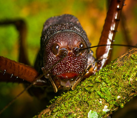 Panoploscelis specularis (Spiny Lobster Katydid) - head, Finca Heimatlos, Ecuador Honestly, I was intimidated when meeting this absolutely massive insect. It's lengthy, about 8cm, but above all massively thick. It's not something I would want jumping at my face. 

It's a species in the Panoploscelis genus, also known as "Giant lobster crickets". 

They are cryptic and poorly studied as they are nocturnal and only found in the understory of remote forests. I'm thinking we got extremely lucky for spotting it in such a high and standout position.
https://www.jungledragon.com/image/129235/panoploscelis_specularis_spiny_lobster_katydid_finca_heimatlos_ecuador.html
https://www.jungledragon.com/image/129233/panoploscelis_specularis_spiny_lobster_katydid_-_side_view_finca_heimatlos_ecuador.html
https://www.jungledragon.com/image/129234/panoploscelis_specularis_spiny_lobster_katydid_-_frontal_finca_heimatlos_ecuador.html
Here's a video (non-english) to get a reference of their size.

https://www.youtube.com/watch?v=gTNRWkn-H8U Ecuador,Ecuador 2021,Finca Heimatlos,Geotagged,Panoploscelis specularis,South America,Spring,World