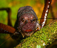 Panoploscelis specularis (Spiny Lobster Katydid) - head, Finca Heimatlos, Ecuador Honestly, I was intimidated when meeting this absolutely massive insect. It's lengthy, about 8cm, but above all massively thick. It's not something I would want jumping at my face. <br />
<br />
It's a species in the Panoploscelis genus, also known as "Giant lobster crickets". <br />
<br />
They are cryptic and poorly studied as they are nocturnal and only found in the understory of remote forests. I'm thinking we got extremely lucky for spotting it in such a high and standout position.<br />
https://www.jungledragon.com/image/129235/panoploscelis_specularis_spiny_lobster_katydid_finca_heimatlos_ecuador.html<br />
https://www.jungledragon.com/image/129233/panoploscelis_specularis_spiny_lobster_katydid_-_side_view_finca_heimatlos_ecuador.html<br />
https://www.jungledragon.com/image/129234/panoploscelis_specularis_spiny_lobster_katydid_-_frontal_finca_heimatlos_ecuador.html<br />
Here's a video (non-english) to get a reference of their size.<br />
<br />
https://www.youtube.com/watch?v=gTNRWkn-H8U Ecuador,Ecuador 2021,Finca Heimatlos,Geotagged,Panoploscelis specularis,South America,Spring,World