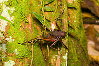 Panoploscelis specularis (Spiny Lobster Katydid) - side view, Finca Heimatlos, Ecuador Honestly, I was intimidated when meeting this absolutely massive insect. It's lengthy, about 8cm, but above all massively thick. It's not something I would want jumping at my face. <br />
<br />
It's a species in the Panoploscelis genus, also known as "Giant lobster crickets". <br />
<br />
They are cryptic and poorly studied as they are nocturnal and only found in the understory of remote forests. I'm thinking we got extremely lucky for spotting it in such a high and standout position.<br />
https://www.jungledragon.com/image/129235/panoploscelis_specularis_spiny_lobster_katydid_finca_heimatlos_ecuador.html<br />
https://www.jungledragon.com/image/129234/panoploscelis_specularis_spiny_lobster_katydid_-_frontal_finca_heimatlos_ecuador.html<br />
https://www.jungledragon.com/image/129232/panoploscelis_specularis_spiny_lobster_katydid_-_head_finca_heimatlos_ecuador.html<br />
Here's a video (non-english) to get a reference of their size.<br />
<br />
https://www.youtube.com/watch?v=gTNRWkn-H8U Ecuador,Ecuador 2021,Finca Heimatlos,Geotagged,Panoploscelis specularis,South America,Spring,World