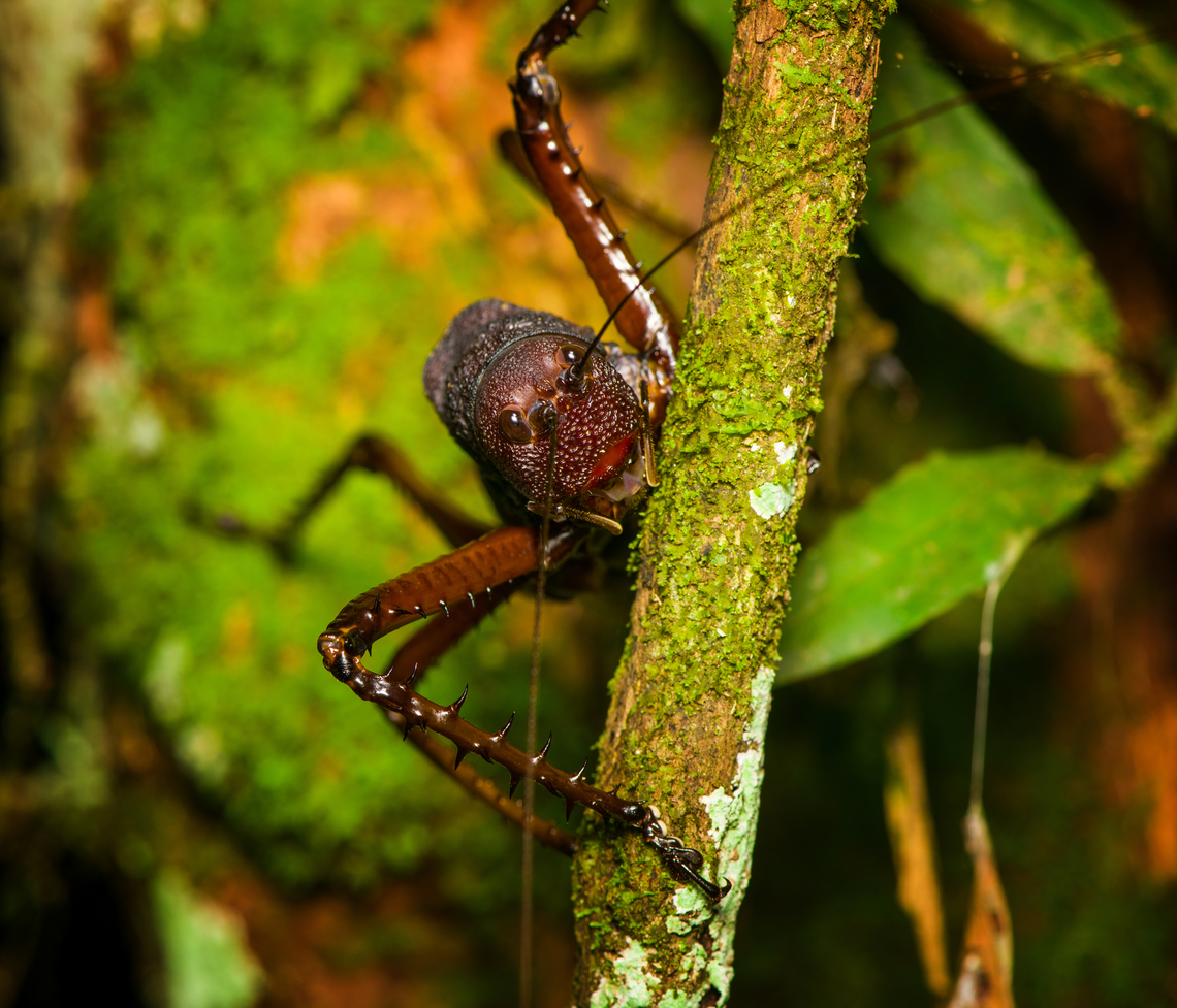 Panoploscelis specularis (Spiny Lobster Katydid) - frontal, Finca Heimatlos, Ecuador Honestly, I was intimidated when meeting this absolutely massive insect. It's lengthy, about 8cm, but above all massively thick. It's not something I would want jumping at my face. <br />
<br />
It's a species in the Panoploscelis genus, also known as "Giant lobster crickets". <br />
<br />
They are cryptic and poorly studied as they are nocturnal and only found in the understory of remote forests. I'm thinking we got extremely lucky for spotting it in such a high and standout position.<br />
<figure class="photo"><a href="https://www.jungledragon.com/image/129235/panoploscelis_specularis_spiny_lobster_katydid_finca_heimatlos_ecuador.html" title="Panoploscelis specularis (Spiny Lobster Katydid), Finca Heimatlos, Ecuador"><img src="https://s3.amazonaws.com/media.jungledragon.com/images/2/129235_thumb.jpg?AWSAccessKeyId=05GMT0V3GWVNE7GGM1R2&Expires=1769040010&Signature=Ctl1tapfSVDfgx8HTFCCXC%2Ft%2FOg%3D" width="200" height="134" alt="Panoploscelis specularis (Spiny Lobster Katydid), Finca Heimatlos, Ecuador Honestly, I was intimidated when meeting this absolutely massive insect. It's lengthy, about 8cm, but above all massively thick. It's not something I would want jumping at my face. <br />
<br />
It's a species in the Panoploscelis genus, also known as "Giant lobster crickets". <br />
<br />
They are cryptic and poorly studied as they are nocturnal and only found in the understory of remote forests. I'm thinking we got extremely lucky for spotting it in such a high and standout position.<br />
https://www.jungledragon.com/image/129233/panoploscelis_specularis_spiny_lobster_katydid_-_side_view_finca_heimatlos_ecuador.html<br />
https://www.jungledragon.com/image/129234/panoploscelis_specularis_spiny_lobster_katydid_-_frontal_finca_heimatlos_ecuador.html<br />
https://www.jungledragon.com/image/129232/panoploscelis_specularis_spiny_lobster_katydid_-_head_finca_heimatlos_ecuador.html<br />
Here's a video (non-english) to get a reference of their size.<br />
<br />
https://www.youtube.com/watch?v=gTNRWkn-H8U Ecuador,Ecuador 2021,Finca Heimatlos,Geotagged,Panoploscelis specularis,South America,Spring,World" /></a></figure><br />
<figure class="photo"><a href="https://www.jungledragon.com/image/129233/panoploscelis_specularis_spiny_lobster_katydid_-_side_view_finca_heimatlos_ecuador.html" title="Panoploscelis specularis (Spiny Lobster Katydid) - side view, Finca Heimatlos, Ecuador"><img src="https://s3.amazonaws.com/media.jungledragon.com/images/2/129233_thumb.jpg?AWSAccessKeyId=05GMT0V3GWVNE7GGM1R2&Expires=1769040010&Signature=l%2Bwir%2Fc3qWF5gEOyIe8oFvxYIW8%3D" width="200" height="134" alt="Panoploscelis specularis (Spiny Lobster Katydid) - side view, Finca Heimatlos, Ecuador Honestly, I was intimidated when meeting this absolutely massive insect. It's lengthy, about 8cm, but above all massively thick. It's not something I would want jumping at my face. <br />
<br />
It's a species in the Panoploscelis genus, also known as "Giant lobster crickets". <br />
<br />
They are cryptic and poorly studied as they are nocturnal and only found in the understory of remote forests. I'm thinking we got extremely lucky for spotting it in such a high and standout position.<br />
https://www.jungledragon.com/image/129235/panoploscelis_specularis_spiny_lobster_katydid_finca_heimatlos_ecuador.html<br />
https://www.jungledragon.com/image/129234/panoploscelis_specularis_spiny_lobster_katydid_-_frontal_finca_heimatlos_ecuador.html<br />
https://www.jungledragon.com/image/129232/panoploscelis_specularis_spiny_lobster_katydid_-_head_finca_heimatlos_ecuador.html<br />
Here's a video (non-english) to get a reference of their size.<br />
<br />
https://www.youtube.com/watch?v=gTNRWkn-H8U Ecuador,Ecuador 2021,Finca Heimatlos,Geotagged,Panoploscelis specularis,South America,Spring,World" /></a></figure><br />
<figure class="photo"><a href="https://www.jungledragon.com/image/129232/panoploscelis_specularis_spiny_lobster_katydid_-_head_finca_heimatlos_ecuador.html" title="Panoploscelis specularis (Spiny Lobster Katydid) - head, Finca Heimatlos, Ecuador"><img src="https://s3.amazonaws.com/media.jungledragon.com/images/2/129232_thumb.jpg?AWSAccessKeyId=05GMT0V3GWVNE7GGM1R2&Expires=1769040010&Signature=djcpwvIQPG7qLejdu7IJhd90bwU%3D" width="200" height="172" alt="Panoploscelis specularis (Spiny Lobster Katydid) - head, Finca Heimatlos, Ecuador Honestly, I was intimidated when meeting this absolutely massive insect. It's lengthy, about 8cm, but above all massively thick. It's not something I would want jumping at my face. <br />
<br />
It's a species in the Panoploscelis genus, also known as "Giant lobster crickets". <br />
<br />
They are cryptic and poorly studied as they are nocturnal and only found in the understory of remote forests. I'm thinking we got extremely lucky for spotting it in such a high and standout position.<br />
https://www.jungledragon.com/image/129235/panoploscelis_specularis_spiny_lobster_katydid_finca_heimatlos_ecuador.html<br />
https://www.jungledragon.com/image/129233/panoploscelis_specularis_spiny_lobster_katydid_-_side_view_finca_heimatlos_ecuador.html<br />
https://www.jungledragon.com/image/129234/panoploscelis_specularis_spiny_lobster_katydid_-_frontal_finca_heimatlos_ecuador.html<br />
Here's a video (non-english) to get a reference of their size.<br />
<br />
https://www.youtube.com/watch?v=gTNRWkn-H8U Ecuador,Ecuador 2021,Finca Heimatlos,Geotagged,Panoploscelis specularis,South America,Spring,World" /></a></figure><br />
Here's a video (non-english) to get a reference of their size.<br />
<br />
<section class="video"><iframe width="448" height="282" src="https://www.youtube-nocookie.com/embed/gTNRWkn-H8U?hd=1&autoplay=0&rel=0" frameborder="0" allowfullscreen></iframe></section> Ecuador,Ecuador 2021,Finca Heimatlos,Geotagged,Panoploscelis specularis,South America,Spring,World