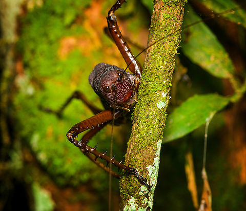Panoploscelis specularis (Spiny Lobster Katydid) - frontal, Finca Heimatlos, Ecuador Honestly, I was intimidated when meeting this absolutely massive insect. It's lengthy, about 8cm, but above all massively thick. It's not something I would want jumping at my face. 

It's a species in the Panoploscelis genus, also known as "Giant lobster crickets". 

They are cryptic and poorly studied as they are nocturnal and only found in the understory of remote forests. I'm thinking we got extremely lucky for spotting it in such a high and standout position.
https://www.jungledragon.com/image/129235/panoploscelis_specularis_spiny_lobster_katydid_finca_heimatlos_ecuador.html
https://www.jungledragon.com/image/129233/panoploscelis_specularis_spiny_lobster_katydid_-_side_view_finca_heimatlos_ecuador.html
https://www.jungledragon.com/image/129232/panoploscelis_specularis_spiny_lobster_katydid_-_head_finca_heimatlos_ecuador.html
Here's a video (non-english) to get a reference of their size.

https://www.youtube.com/watch?v=gTNRWkn-H8U Ecuador,Ecuador 2021,Finca Heimatlos,Geotagged,Panoploscelis specularis,South America,Spring,World