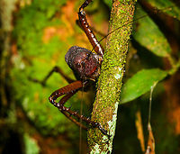 Panoploscelis specularis (Spiny Lobster Katydid) - frontal, Finca Heimatlos, Ecuador Honestly, I was intimidated when meeting this absolutely massive insect. It's lengthy, about 8cm, but above all massively thick. It's not something I would want jumping at my face. <br />
<br />
It's a species in the Panoploscelis genus, also known as "Giant lobster crickets". <br />
<br />
They are cryptic and poorly studied as they are nocturnal and only found in the understory of remote forests. I'm thinking we got extremely lucky for spotting it in such a high and standout position.<br />
https://www.jungledragon.com/image/129235/panoploscelis_specularis_spiny_lobster_katydid_finca_heimatlos_ecuador.html<br />
https://www.jungledragon.com/image/129233/panoploscelis_specularis_spiny_lobster_katydid_-_side_view_finca_heimatlos_ecuador.html<br />
https://www.jungledragon.com/image/129232/panoploscelis_specularis_spiny_lobster_katydid_-_head_finca_heimatlos_ecuador.html<br />
Here's a video (non-english) to get a reference of their size.<br />
<br />
https://www.youtube.com/watch?v=gTNRWkn-H8U Ecuador,Ecuador 2021,Finca Heimatlos,Geotagged,Panoploscelis specularis,South America,Spring,World