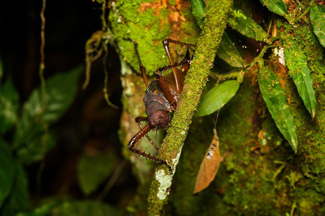 Panoploscelis specularis (Spiny Lobster Katydid), Finca Heimatlos, Ecuador Honestly, I was intimidated when meeting this absolutely massive insect. It&#039;s lengthy, about 8cm, but above all massively thick. It&#039;s not something I would want jumping at my face. <br />
<br />
It&#039;s a species in the Panoploscelis genus, also known as &quot;Giant lobster crickets&quot;. <br />
<br />
They are cryptic and poorly studied as they are nocturnal and only found in the understory of remote forests. I&#039;m thinking we got extremely lucky for spotting it in such a high and standout position.<br />
<figure class="photo"><a href="https://www.jungledragon.com/image/129233/panoploscelis_specularis_spiny_lobster_katydid_-_side_view_finca_heimatlos_ecuador.html" title="Panoploscelis specularis (Spiny Lobster Katydid) - side view, Finca Heimatlos, Ecuador"><img src="https://s3.amazonaws.com/media.jungledragon.com/images/2/129233_thumb.jpg?AWSAccessKeyId=05GMT0V3GWVNE7GGM1R2&Expires=1759968010&Signature=3QW%2B7WCTQ1TwFV7jwqq4w86MGO8%3D" width="200" height="134" alt="Panoploscelis specularis (Spiny Lobster Katydid) - side view, Finca Heimatlos, Ecuador Honestly, I was intimidated when meeting this absolutely massive insect. It&#039;s lengthy, about 8cm, but above all massively thick. It&#039;s not something I would want jumping at my face. <br />
<br />
It&#039;s a species in the Panoploscelis genus, also known as &quot;Giant lobster crickets&quot;. <br />
<br />
They are cryptic and poorly studied as they are nocturnal and only found in the understory of remote forests. I&#039;m thinking we got extremely lucky for spotting it in such a high and standout position.<br />
https://www.jungledragon.com/image/129235/panoploscelis_specularis_spiny_lobster_katydid_finca_heimatlos_ecuador.html<br />
https://www.jungledragon.com/image/129234/panoploscelis_specularis_spiny_lobster_katydid_-_frontal_finca_heimatlos_ecuador.html<br />
https://www.jungledragon.com/image/129232/panoploscelis_specularis_spiny_lobster_katydid_-_head_finca_heimatlos_ecuador.html<br />
Here&#039;s a video (non-english) to get a reference of their size.<br />
<br />
https://www.youtube.com/watch?v=gTNRWkn-H8U Ecuador,Ecuador 2021,Finca Heimatlos,Geotagged,Panoploscelis specularis,South America,Spring,World" /></a></figure><br />
<figure class="photo"><a href="https://www.jungledragon.com/image/129234/panoploscelis_specularis_spiny_lobster_katydid_-_frontal_finca_heimatlos_ecuador.html" title="Panoploscelis specularis (Spiny Lobster Katydid) - frontal, Finca Heimatlos, Ecuador"><img src="https://s3.amazonaws.com/media.jungledragon.com/images/2/129234_thumb.jpg?AWSAccessKeyId=05GMT0V3GWVNE7GGM1R2&Expires=1759968010&Signature=SgBmP5PcPf5LzkXJGfkuGRDYBDk%3D" width="200" height="172" alt="Panoploscelis specularis (Spiny Lobster Katydid) - frontal, Finca Heimatlos, Ecuador Honestly, I was intimidated when meeting this absolutely massive insect. It&#039;s lengthy, about 8cm, but above all massively thick. It&#039;s not something I would want jumping at my face. <br />
<br />
It&#039;s a species in the Panoploscelis genus, also known as &quot;Giant lobster crickets&quot;. <br />
<br />
They are cryptic and poorly studied as they are nocturnal and only found in the understory of remote forests. I&#039;m thinking we got extremely lucky for spotting it in such a high and standout position.<br />
https://www.jungledragon.com/image/129235/panoploscelis_specularis_spiny_lobster_katydid_finca_heimatlos_ecuador.html<br />
https://www.jungledragon.com/image/129233/panoploscelis_specularis_spiny_lobster_katydid_-_side_view_finca_heimatlos_ecuador.html<br />
https://www.jungledragon.com/image/129232/panoploscelis_specularis_spiny_lobster_katydid_-_head_finca_heimatlos_ecuador.html<br />
Here&#039;s a video (non-english) to get a reference of their size.<br />
<br />
https://www.youtube.com/watch?v=gTNRWkn-H8U Ecuador,Ecuador 2021,Finca Heimatlos,Geotagged,Panoploscelis specularis,South America,Spring,World" /></a></figure><br />
<figure class="photo"><a href="https://www.jungledragon.com/image/129232/panoploscelis_specularis_spiny_lobster_katydid_-_head_finca_heimatlos_ecuador.html" title="Panoploscelis specularis (Spiny Lobster Katydid) - head, Finca Heimatlos, Ecuador"><img src="https://s3.amazonaws.com/media.jungledragon.com/images/2/129232_thumb.jpg?AWSAccessKeyId=05GMT0V3GWVNE7GGM1R2&Expires=1759968010&Signature=vQpXfvnuJ8k55RwgiIqtxVeD9KM%3D" width="200" height="172" alt="Panoploscelis specularis (Spiny Lobster Katydid) - head, Finca Heimatlos, Ecuador Honestly, I was intimidated when meeting this absolutely massive insect. It&#039;s lengthy, about 8cm, but above all massively thick. It&#039;s not something I would want jumping at my face. <br />
<br />
It&#039;s a species in the Panoploscelis genus, also known as &quot;Giant lobster crickets&quot;. <br />
<br />
They are cryptic and poorly studied as they are nocturnal and only found in the understory of remote forests. I&#039;m thinking we got extremely lucky for spotting it in such a high and standout position.<br />
https://www.jungledragon.com/image/129235/panoploscelis_specularis_spiny_lobster_katydid_finca_heimatlos_ecuador.html<br />
https://www.jungledragon.com/image/129233/panoploscelis_specularis_spiny_lobster_katydid_-_side_view_finca_heimatlos_ecuador.html<br />
https://www.jungledragon.com/image/129234/panoploscelis_specularis_spiny_lobster_katydid_-_frontal_finca_heimatlos_ecuador.html<br />
Here&#039;s a video (non-english) to get a reference of their size.<br />
<br />
https://www.youtube.com/watch?v=gTNRWkn-H8U Ecuador,Ecuador 2021,Finca Heimatlos,Geotagged,Panoploscelis specularis,South America,Spring,World" /></a></figure><br />
Here&#039;s a video (non-english) to get a reference of their size.<br />
<br />
<section class="video"><iframe width="448" height="282" src="https://www.youtube-nocookie.com/embed/gTNRWkn-H8U?hd=1&autoplay=0&rel=0" frameborder="0" allowfullscreen></iframe></section> Ecuador,Ecuador 2021,Finca Heimatlos,Geotagged,Panoploscelis specularis,South America,Spring,World