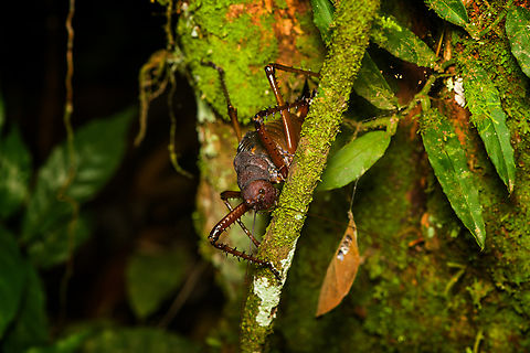 Panoploscelis specularis (Spiny Lobster Katydid), Finca Heimatlos, Ecuador Honestly, I was intimidated when meeting this absolutely massive insect. It's lengthy, about 8cm, but above all massively thick. It's not something I would want jumping at my face. 

It's a species in the Panoploscelis genus, also known as "Giant lobster crickets". 

They are cryptic and poorly studied as they are nocturnal and only found in the understory of remote forests. I'm thinking we got extremely lucky for spotting it in such a high and standout position.
https://www.jungledragon.com/image/129233/panoploscelis_specularis_spiny_lobster_katydid_-_side_view_finca_heimatlos_ecuador.html
https://www.jungledragon.com/image/129234/panoploscelis_specularis_spiny_lobster_katydid_-_frontal_finca_heimatlos_ecuador.html
https://www.jungledragon.com/image/129232/panoploscelis_specularis_spiny_lobster_katydid_-_head_finca_heimatlos_ecuador.html
Here's a video (non-english) to get a reference of their size.

https://www.youtube.com/watch?v=gTNRWkn-H8U Ecuador,Ecuador 2021,Finca Heimatlos,Geotagged,Panoploscelis specularis,South America,Spring,World