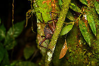 Panoploscelis specularis (Spiny Lobster Katydid), Finca Heimatlos, Ecuador Honestly, I was intimidated when meeting this absolutely massive insect. It's lengthy, about 8cm, but above all massively thick. It's not something I would want jumping at my face. <br />
<br />
It's a species in the Panoploscelis genus, also known as "Giant lobster crickets". <br />
<br />
They are cryptic and poorly studied as they are nocturnal and only found in the understory of remote forests. I'm thinking we got extremely lucky for spotting it in such a high and standout position.<br />
https://www.jungledragon.com/image/129233/panoploscelis_specularis_spiny_lobster_katydid_-_side_view_finca_heimatlos_ecuador.html<br />
https://www.jungledragon.com/image/129234/panoploscelis_specularis_spiny_lobster_katydid_-_frontal_finca_heimatlos_ecuador.html<br />
https://www.jungledragon.com/image/129232/panoploscelis_specularis_spiny_lobster_katydid_-_head_finca_heimatlos_ecuador.html<br />
Here's a video (non-english) to get a reference of their size.<br />
<br />
https://www.youtube.com/watch?v=gTNRWkn-H8U Ecuador,Ecuador 2021,Finca Heimatlos,Geotagged,Panoploscelis specularis,South America,Spring,World