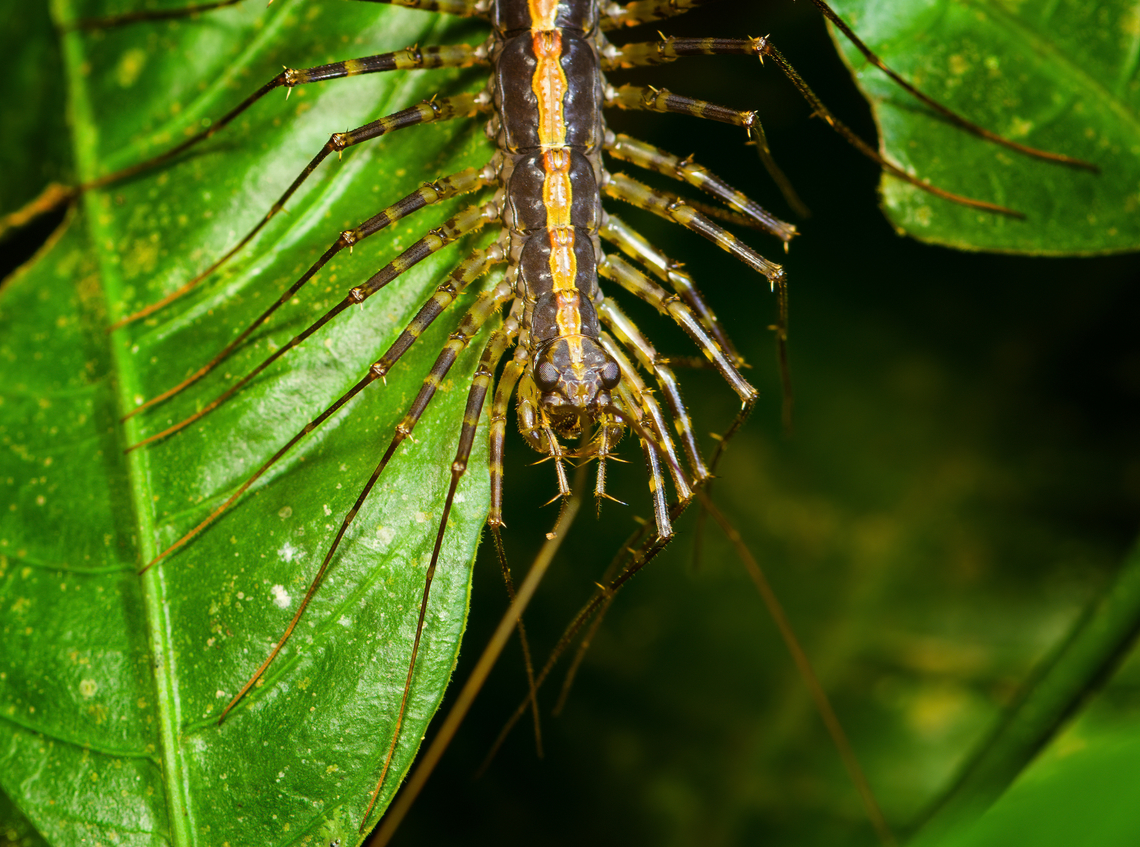Sphendononema guildingii (Centipede) - head, Finca Heimatlos, Ecuador Where millipedes can be considered a cow-like creature, largely feeding on leaf litter and being generally harmless (other than some minimal defensive chemicals they may release), centipedes are true carnivores as well was venomous. In the closeup photo you can see a body part unique to centipedes: forcipules. They look like jaws or mouth parts, but they are specialized legs. Here&#039;s a better closeup from another species:<br />
<a href="https://bugguide.net/node/view/387018" rel="nofollow">https://bugguide.net/node/view/387018</a><br />
<br />
You can roughly compare forcipules to you having a venomous finger so sharp as to pierce subjects.<br />
<br />
Most centipedes are blind, this one has compound eyes but it still doesn&#039;t see much. They only detect the difference between light and dark. <br />
<br />
Lastly, centipedes always have an odd number of legs pairs, 15 in this case.<br />
<figure class="photo"><a href="https://www.jungledragon.com/image/129240/sphendononema_guildingii_centipede_finca_heimatlos_ecuador.html" title="Sphendononema guildingii (Centipede), Finca Heimatlos, Ecuador"><img src="https://s3.amazonaws.com/media.jungledragon.com/images/2/129240_thumb.jpg?AWSAccessKeyId=05GMT0V3GWVNE7GGM1R2&Expires=1759968010&Signature=SwGtaKJEu6E7HEjLB2KeBiyp9to%3D" width="200" height="166" alt="Sphendononema guildingii (Centipede), Finca Heimatlos, Ecuador Where millipedes can be considered a cow-like creature, largely feeding on leaf litter and being generally harmless (other than some minimal defensive chemicals they may release), centipedes are true carnivores as well was venomous. In the closeup photo you can see a body part unique to centipedes: forcipules. They look like jaws or mouth parts, but they are specialized legs. Here&#039;s a better closeup from another species:<br />
https://bugguide.net/node/view/387018<br />
<br />
You can roughly compare forcipules to you having a venomous finger so sharp as to pierce subjects.<br />
<br />
Most centipedes are blind, this one has compound eyes but it still doesn&#039;t see much. They only detect the difference between light and dark. <br />
<br />
Lastly, centipedes always have an odd number of legs pairs, 15 in this case.<br />
https://www.jungledragon.com/image/129239/sphendononema_guildingii_centipede_-_head_finca_heimatlos_ecuador.html Ecuador,Ecuador 2021,Finca Heimatlos,Geotagged,South America,Sphendononema guildingii,Spring,World" /></a></figure> Ecuador,Ecuador 2021,Finca Heimatlos,Geotagged,South America,Sphendononema guildingii,Spring,World