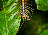 Sphendononema guildingii (Centipede) - head, Finca Heimatlos, Ecuador Where millipedes can be considered a cow-like creature, largely feeding on leaf litter and being generally harmless (other than some minimal defensive chemicals they may release), centipedes are true carnivores as well was venomous. In the closeup photo you can see a body part unique to centipedes: forcipules. They look like jaws or mouth parts, but they are specialized legs. Here's a better closeup from another species:<br />
https://bugguide.net/node/view/387018<br />
<br />
You can roughly compare forcipules to you having a venomous finger so sharp as to pierce subjects.<br />
<br />
Most centipedes are blind, this one has compound eyes but it still doesn't see much. They only detect the difference between light and dark. <br />
<br />
Lastly, centipedes always have an odd number of legs pairs, 15 in this case.<br />
https://www.jungledragon.com/image/129240/sphendononema_guildingii_centipede_finca_heimatlos_ecuador.html Ecuador,Ecuador 2021,Finca Heimatlos,Geotagged,South America,Sphendononema guildingii,Spring,World