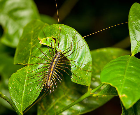 Sphendononema guildingii (Centipede), Finca Heimatlos, Ecuador Where millipedes can be considered a cow-like creature, largely feeding on leaf litter and being generally harmless (other than some minimal defensive chemicals they may release), centipedes are true carnivores as well was venomous. In the closeup photo you can see a body part unique to centipedes: forcipules. They look like jaws or mouth parts, but they are specialized legs. Here's a better closeup from another species:
https://bugguide.net/node/view/387018

You can roughly compare forcipules to you having a venomous finger so sharp as to pierce subjects.

Most centipedes are blind, this one has compound eyes but it still doesn't see much. They only detect the difference between light and dark. 

Lastly, centipedes always have an odd number of legs pairs, 15 in this case.
https://www.jungledragon.com/image/129239/sphendononema_guildingii_centipede_-_head_finca_heimatlos_ecuador.html Ecuador,Ecuador 2021,Finca Heimatlos,Geotagged,South America,Sphendononema guildingii,Spring,World