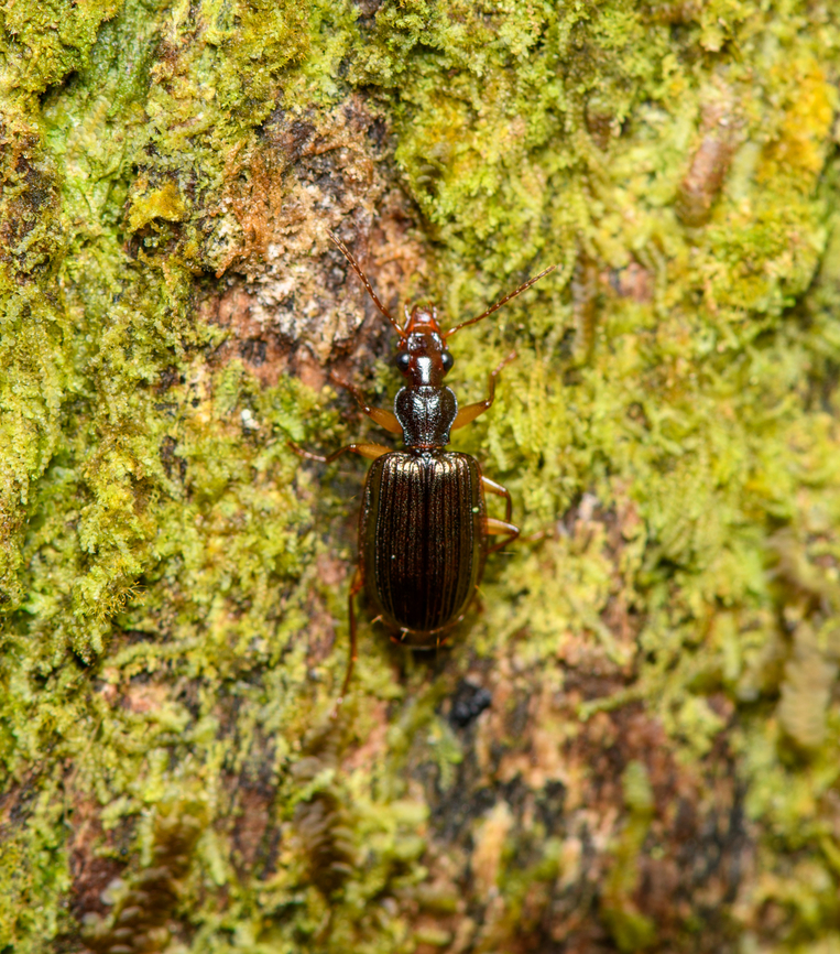 Beetle on tree, Finca Heimatlos, Ecuador  Ecuador,Ecuador 2021,Finca Heimatlos,Geotagged,South America,Spring,World