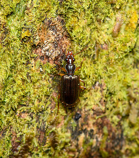 Beetle on tree, Finca Heimatlos, Ecuador  Ecuador,Ecuador 2021,Finca Heimatlos,Geotagged,South America,Spring,World
