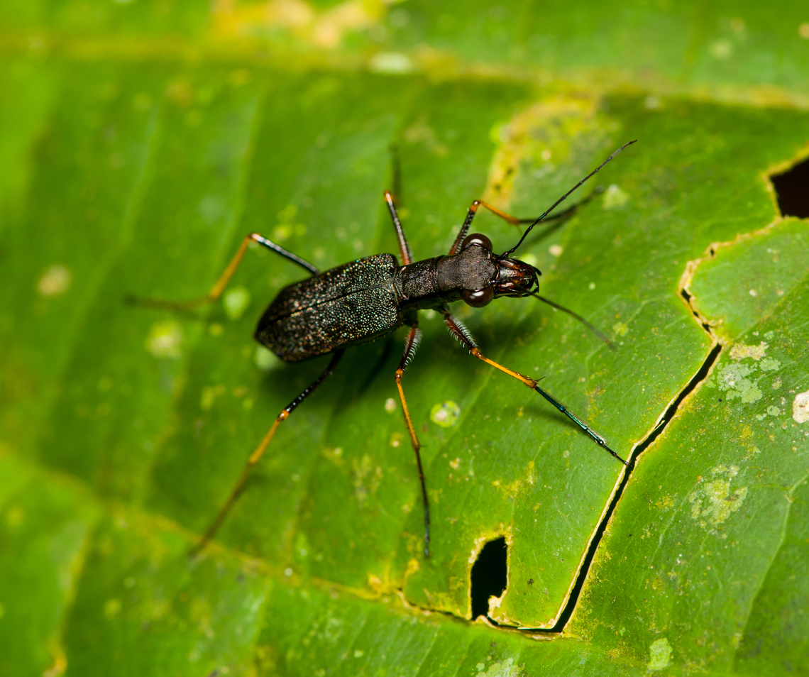 Odontocheila cayennensis, Finca Heimatlos, Ecuador <figure class="photo"><a href="https://www.jungledragon.com/image/129268/odontocheila_cayennensis_-_frontal_finca_heimatlos_ecuador.html" title="Odontocheila cayennensis - frontal, Finca Heimatlos, Ecuador"><img src="https://s3.amazonaws.com/media.jungledragon.com/images/2/129268_thumb.jpg?AWSAccessKeyId=05GMT0V3GWVNE7GGM1R2&Expires=1759968010&Signature=QH5%2FvY2QAByMLsVbaQGztoK%2FlCw%3D" width="200" height="134" alt="Odontocheila cayennensis - frontal, Finca Heimatlos, Ecuador https://www.jungledragon.com/image/129242/odontocheila_cayennensis_finca_heimatlos_ecuador.html Ecuador,Ecuador 2021,Finca Heimatlos,Geotagged,Odontocheila cayennensis,South America,Spring,World" /></a></figure> Ecuador,Ecuador 2021,Finca Heimatlos,Geotagged,Odontocheila cayennensis,South America,Spring,World