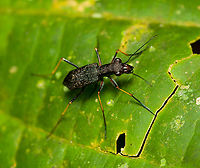 Odontocheila cayennensis, Finca Heimatlos, Ecuador https://www.jungledragon.com/image/129268/odontocheila_cayennensis_-_frontal_finca_heimatlos_ecuador.html Ecuador,Ecuador 2021,Finca Heimatlos,Geotagged,Odontocheila cayennensis,South America,Spring,World