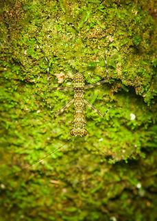 Lichen mantis (Liturgusa sp.), Finca Heimatlos, Ecuador Here's another example of only figuring out what you photographed when you get back home. During night tours I often see tiny katydid nymphs on trees, superficially looking similar to this photo. As they're so common, you soon dismiss them in search of more interesting targets.

I'm glad I captured at least one of them, as it turns out to be something else entirely. This is a mantis in the Liturgusa genus, nicknamed "Bark mantis" or "Lichen mantis". They're tiny and unique in their behavior. Unlike other mantises, they do not ambush prey, they actively run and chase it.

The lesson learned: always walk the forest with fresh eyes. Your experience "filter" is overrated. Ecuador,Ecuador 2021,Finca Heimatlos,Geotagged,South America,Spring,World