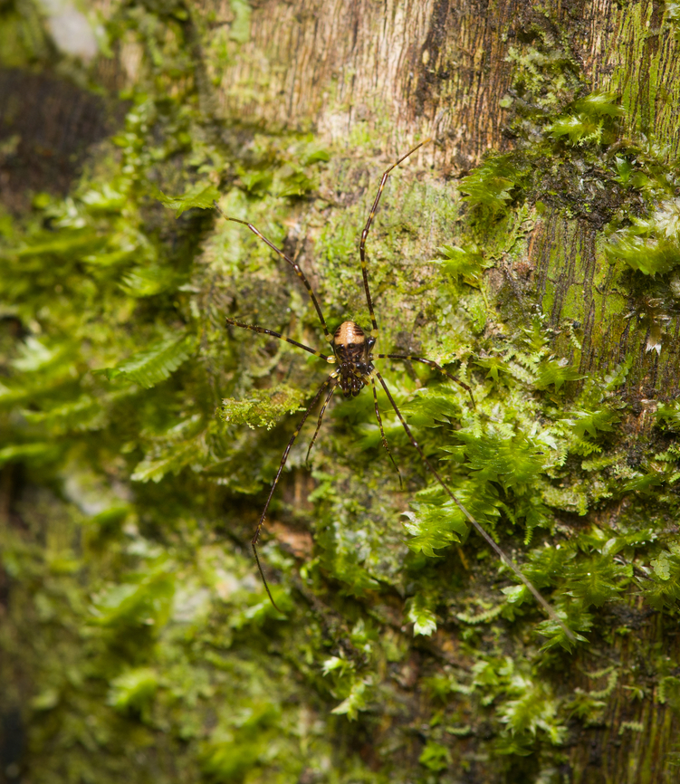 Harvestman, Opiliones, Finca Heimatlos, Ecuador  Ecuador,Ecuador 2021,Finca Heimatlos,Geotagged,South America,Spring,World