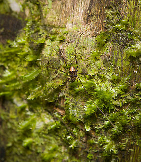 Harvestman, Opiliones, Finca Heimatlos, Ecuador  Ecuador,Ecuador 2021,Finca Heimatlos,Geotagged,South America,Spring,World