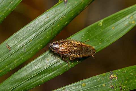 Epilampra sp. cockroach, Finca Heimatlos, Ecuador More than 70 species in this genus, all looking quite similar to me. Ecuador,Ecuador 2021,Finca Heimatlos,Geotagged,South America,Spring,World