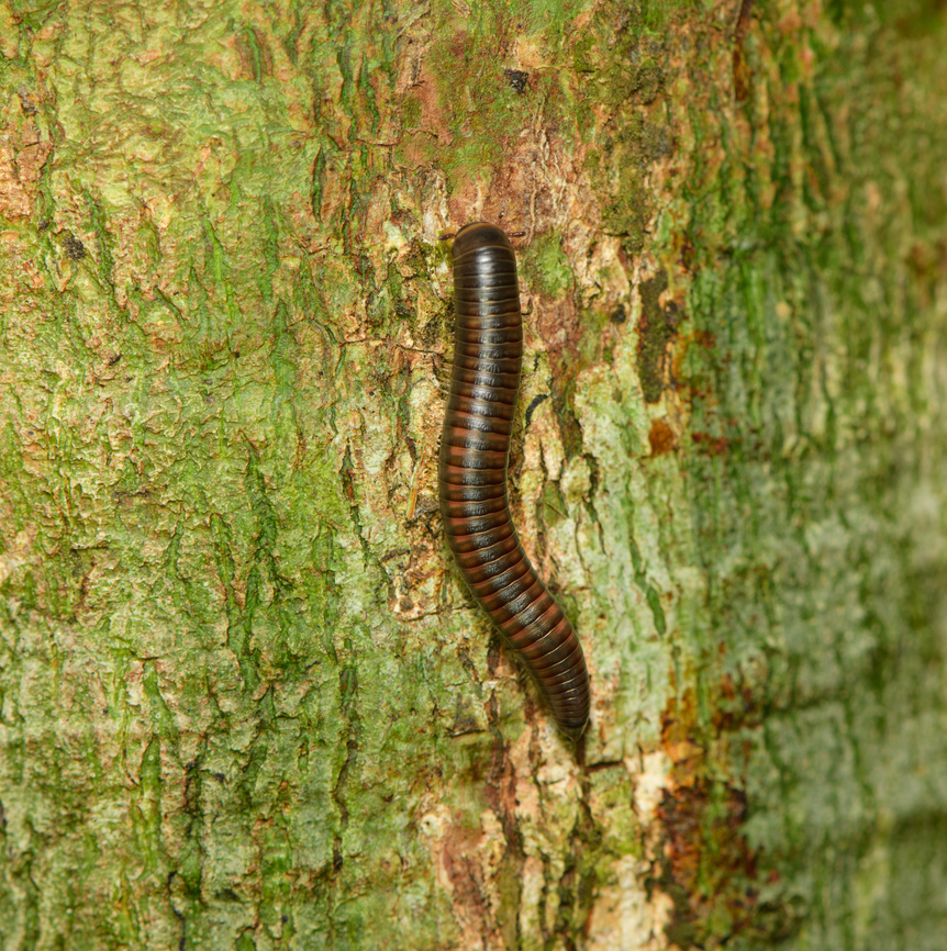 Millipede, Finca Heimatlos, Ecuador Similar:<br />
<a href="https://www.flickr.com/photos/andreaskay/6777386410/in/album-72157631364231846/" rel="nofollow">https://www.flickr.com/photos/andreaskay/6777386410/in/album-72157631364231846/</a> Ecuador,Ecuador 2021,Finca Heimatlos,Geotagged,South America,Spring,World