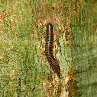 Millipede, Finca Heimatlos, Ecuador Similar:
https://www.flickr.com/photos/andreaskay/6777386410/in/album-72157631364231846/ Ecuador,Ecuador 2021,Finca Heimatlos,Geotagged,South America,Spring,World