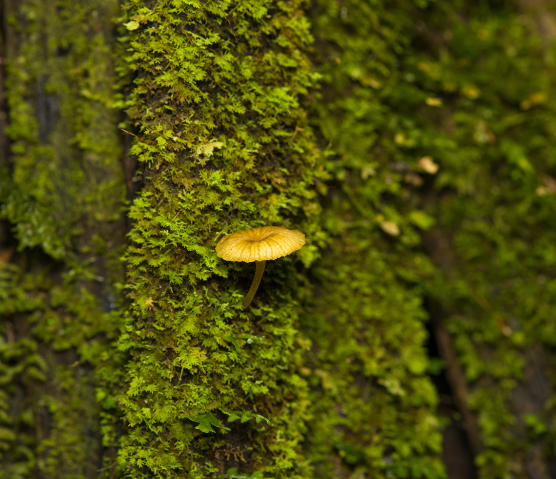 Fungus growing on tree, Finca Heimatlos, Ecuador  Ecuador,Ecuador 2021,Finca Heimatlos,Geotagged,South America,Spring,World