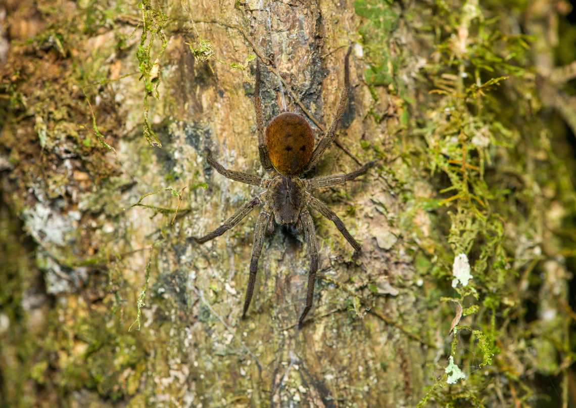 Spider on tree, Finca Heimatlos, Ecuador Hanging by a silk thread. Similar:<br />
<a href="https://www.flickr.com/photos/andreaskay/15665286313/in/album-72157629065410518/" rel="nofollow">https://www.flickr.com/photos/andreaskay/15665286313/in/album-72157629065410518/</a> Ecuador,Ecuador 2021,Finca Heimatlos,Geotagged,South America,Spring,World