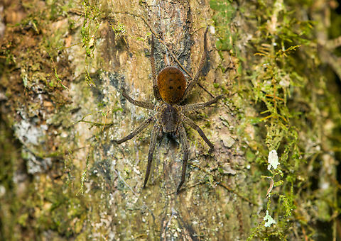 Spider on tree, Finca Heimatlos, Ecuador Hanging by a silk thread. Similar:
https://www.flickr.com/photos/andreaskay/15665286313/in/album-72157629065410518/ Ecuador,Ecuador 2021,Finca Heimatlos,Geotagged,South America,Spring,World