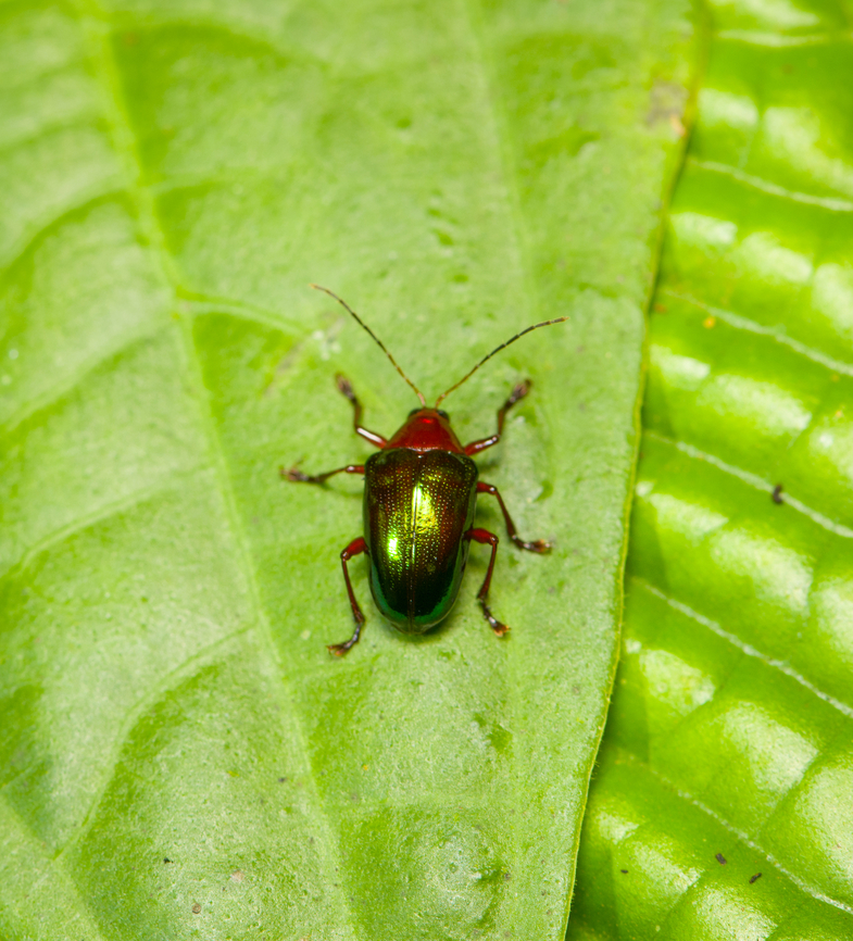 Percolaspis ornata Leaf beetle, Fince Heimatlos, Ecuador ID tentative. Ecuador,Ecuador 2021,Fall,Finca Heimatlos,Geotagged,Percolaspis ornata,South America,Spring,World