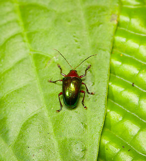 Percolaspis ornata Leaf beetle, Fince Heimatlos, Ecuador ID tentative. Ecuador,Ecuador 2021,Fall,Finca Heimatlos,Geotagged,Percolaspis ornata,South America,Spring,World