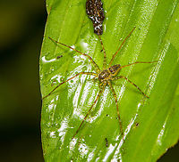 Thaumasia sp., Pisauridae, Finca Heimatlos, Ecuador https://www.jungledragon.com/image/129264/nursery_web_spider_finca_heimatlos_ecuador.html Ecuador,Ecuador 2021,Finca Heimatlos,Geotagged,South America,Spring,World
