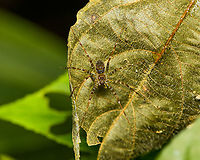 Thaumasia sp., Pisauridae, Finca Heimatlos, Ecuador https://www.jungledragon.com/image/129263/nursery_web_spider_finca_heimatlos_ecuador.html Ecuador,Ecuador 2021,Finca Heimatlos,Geotagged,South America,Spring,World