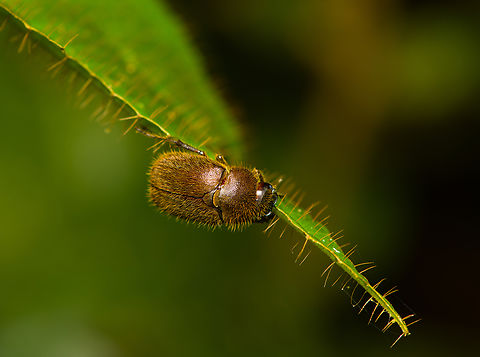Hairy beetle on hairy leaf, Finca Heimatlos, Ecuador  Ecuador,Ecuador 2021,Finca Heimatlos,Geotagged,South America,Spring,World