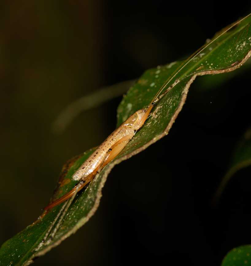 Stretching katydid, Finca Heimatlos, Ecuador I found this somewhat similar observation:<br />
<a href="https://www.inaturalist.org/taxa/1066149-Loja-laevis" rel="nofollow">https://www.inaturalist.org/taxa/1066149-Loja-laevis</a><br />
<br />
...which looks similar, but probably not the same. Information about the species/genus is very sparse.<br />
<figure class="photo"><a href="https://www.jungledragon.com/image/129267/stretching_katydid_finca_heimatlos_ecuador.html" title="Stretching katydid, Finca Heimatlos, Ecuador"><img src="https://s3.amazonaws.com/media.jungledragon.com/images/2/129267_thumb.jpg?AWSAccessKeyId=05GMT0V3GWVNE7GGM1R2&Expires=1769040010&Signature=bsBEo4rlVG8aqnzq1gSxSFLglh8%3D" width="200" height="154" alt="Stretching katydid, Finca Heimatlos, Ecuador I found this somewhat similar observation:<br />
https://www.inaturalist.org/taxa/1066149-Loja-laevis<br />
<br />
...which looks similar, but probably not the same. Information about the species/genus is very sparse.<br />
https://www.jungledragon.com/image/129266/stretching_katydid_finca_heimatlos_ecuador.html Ecuador,Ecuador 2021,Finca Heimatlos,Geotagged,South America,Spring,World" /></a></figure> Ecuador,Ecuador 2021,Finca Heimatlos,Geotagged,South America,Spring,World