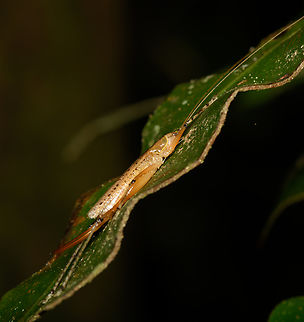 Stretching katydid, Finca Heimatlos, Ecuador I found this somewhat similar observation:
https://www.inaturalist.org/taxa/1066149-Loja-laevis

...which looks similar, but probably not the same. Information about the species/genus is very sparse.
https://www.jungledragon.com/image/129267/stretching_katydid_finca_heimatlos_ecuador.html Ecuador,Ecuador 2021,Finca Heimatlos,Geotagged,South America,Spring,World