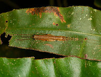 Stretching katydid, Finca Heimatlos, Ecuador I found this somewhat similar observation:<br />
https://www.inaturalist.org/taxa/1066149-Loja-laevis<br />
<br />
...which looks similar, but probably not the same. Information about the species/genus is very sparse.<br />
https://www.jungledragon.com/image/129266/stretching_katydid_finca_heimatlos_ecuador.html Ecuador,Ecuador 2021,Finca Heimatlos,Geotagged,South America,Spring,World