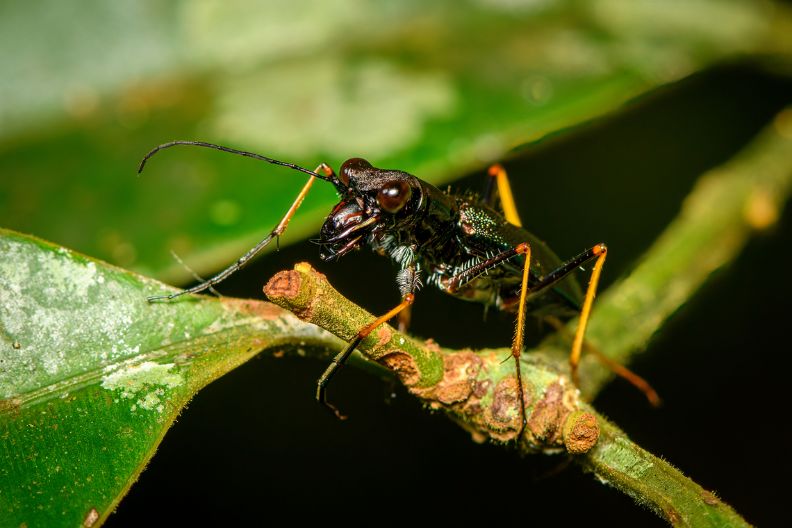 Odontocheila cayennensis - frontal, Finca Heimatlos, Ecuador <figure class="photo"><a href="https://www.jungledragon.com/image/129242/odontocheila_cayennensis_finca_heimatlos_ecuador.html" title="Odontocheila cayennensis, Finca Heimatlos, Ecuador"><img src="https://s3.amazonaws.com/media.jungledragon.com/images/2/129242_thumb.jpg?AWSAccessKeyId=05GMT0V3GWVNE7GGM1R2&Expires=1759968010&Signature=yNI3CN5p6rrMRULpz2OBCup7e2g%3D" width="200" height="168" alt="Odontocheila cayennensis, Finca Heimatlos, Ecuador https://www.jungledragon.com/image/129268/odontocheila_cayennensis_-_frontal_finca_heimatlos_ecuador.html Ecuador,Ecuador 2021,Finca Heimatlos,Geotagged,Odontocheila cayennensis,South America,Spring,World" /></a></figure> Ecuador,Ecuador 2021,Finca Heimatlos,Geotagged,Odontocheila cayennensis,South America,Spring,World
