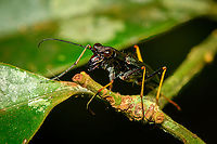 Odontocheila cayennensis - frontal, Finca Heimatlos, Ecuador https://www.jungledragon.com/image/129242/odontocheila_cayennensis_finca_heimatlos_ecuador.html Ecuador,Ecuador 2021,Finca Heimatlos,Geotagged,Odontocheila cayennensis,South America,Spring,World