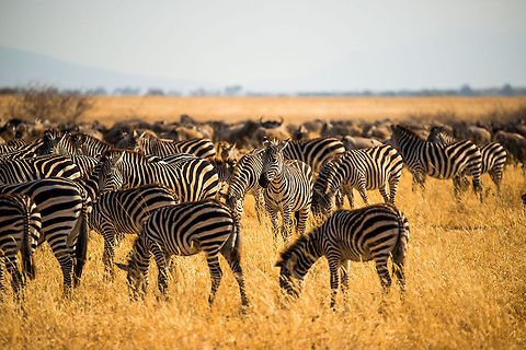 Mixed herd of Zebras and Wildebeest in Tarangire The Great Migration is a mixed of various grazers, but predominantly they are Wildebeests mixed in with Zebras. Here is a gathering of a few hundred individuals in Tarangire, Tanzania. Africa,Equus quagga,Plains zebra,Tanzania,Tarangire,Tarangire National Park