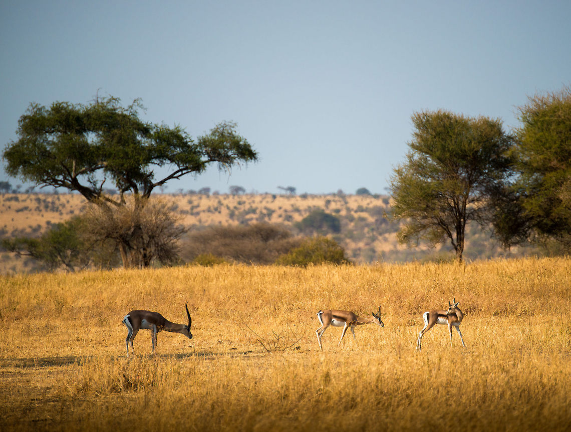 Thomson's gazelles in Tarangire, Tanzania Locally called &quot;Thommies&quot;. Just like the Impala, they are very abundant in Tanzania. Our guide referred to both species as &quot;McDonalds&quot;, for them being so numerous and an easy snack for the big cats. Africa,Eudorcas thomsonii,Tanzania,Tarangire,Tarangire National Park,Thomsons gazelle