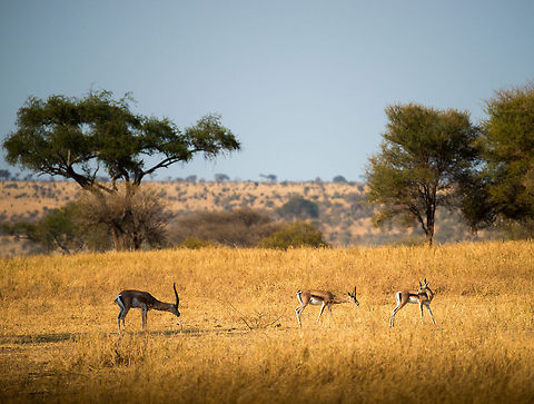 Thomson's gazelles in Tarangire, Tanzania Locally called "Thommies". Just like the Impala, they are very abundant in Tanzania. Our guide referred to both species as "McDonalds", for them being so numerous and an easy snack for the big cats. Africa,Eudorcas thomsonii,Tanzania,Tarangire,Tarangire National Park,Thomsons gazelle