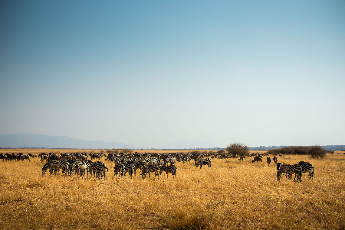 Mixed herd of Zebras and Wildebeest in Tarangire - 2 In this scene we observed how in the Great Migration, wildebeests wait for Zebras to give direction.  Africa,Equus quagga,Plains zebra,Tanzania,Tarangire,Tarangire National Park
